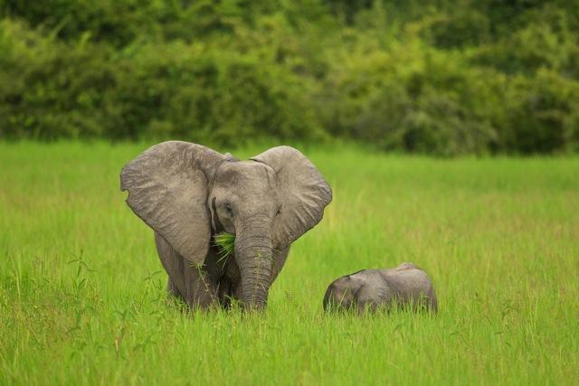 Elephant in lush green grass during Zambia's 'emerald season', credit: African Safari