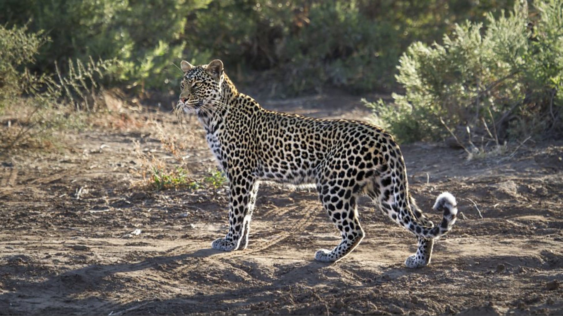 Leopard abound in Botswana, although still the most elusive of the Big Cats, credit: BBC One | Zambia VS Botswana