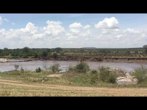 Massive crossing over the Mara river at no 7a!