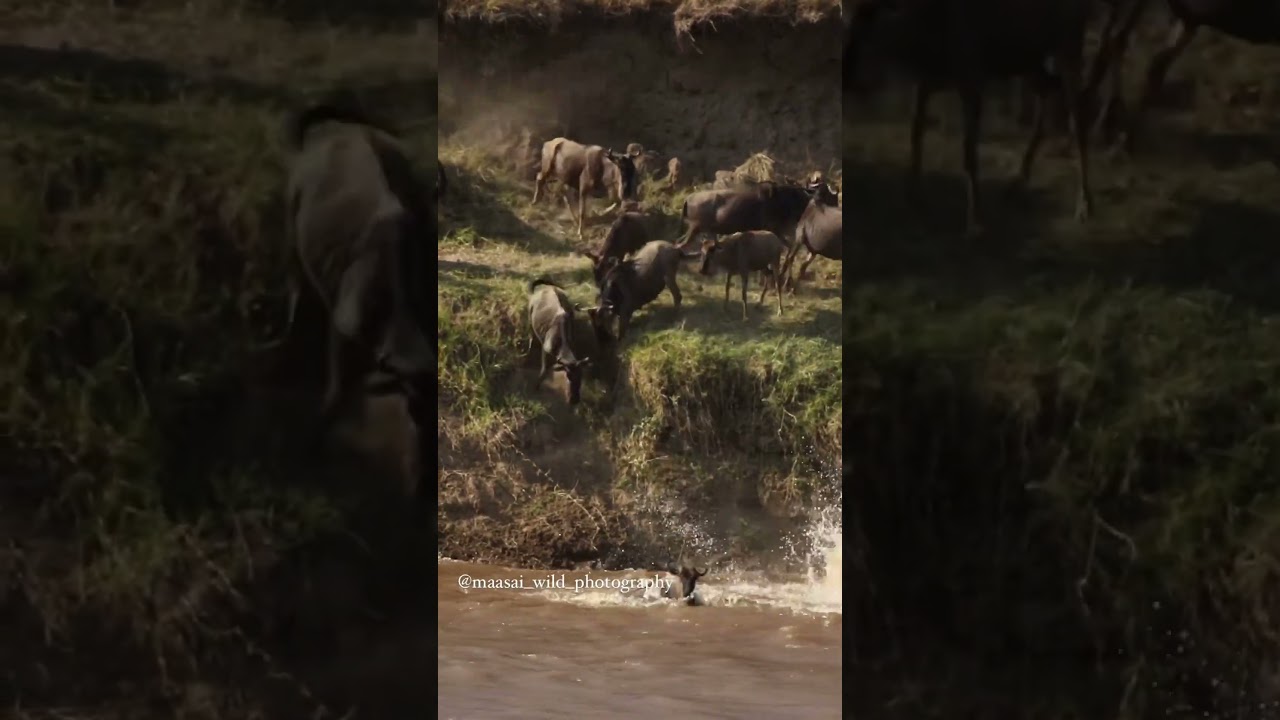 Massive wildebeest crossings continue at nr. 4