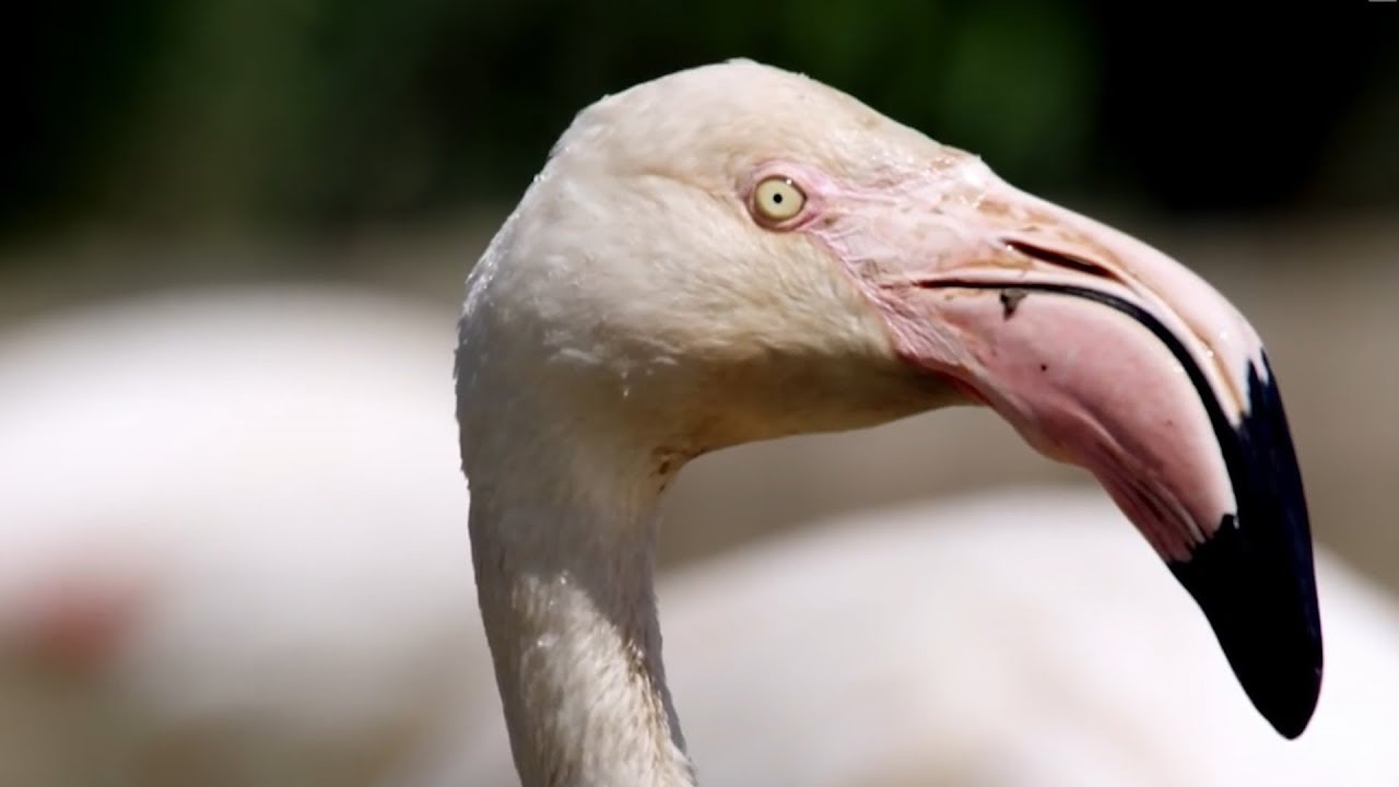 Flamingos' Mating Rituals | Earth Unplugged
