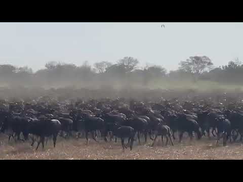 Megaherd stampeding in the western corridor!