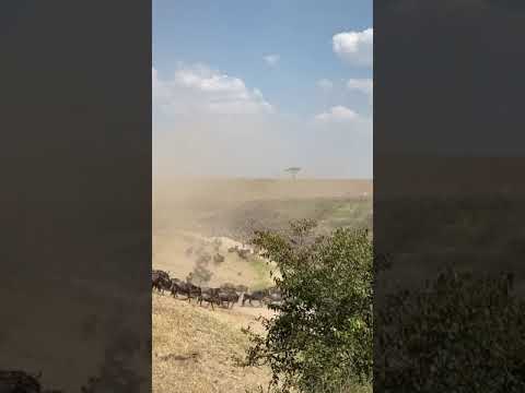 Huge crossing at the Sand river