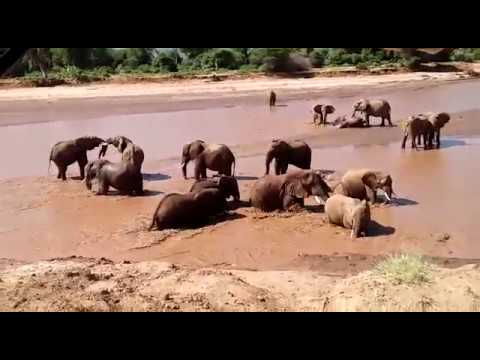 Happy Samburu Elephants following rains in northern Kenya