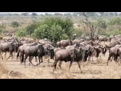 Herdtracker #Update : Herds seen between Bologonja Gate and Kogatende