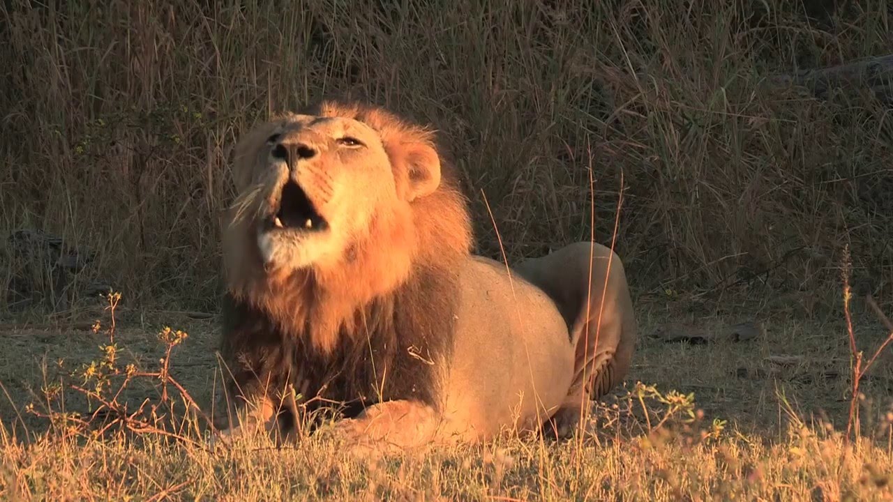 Makanyi Private Game Lodge Official Video