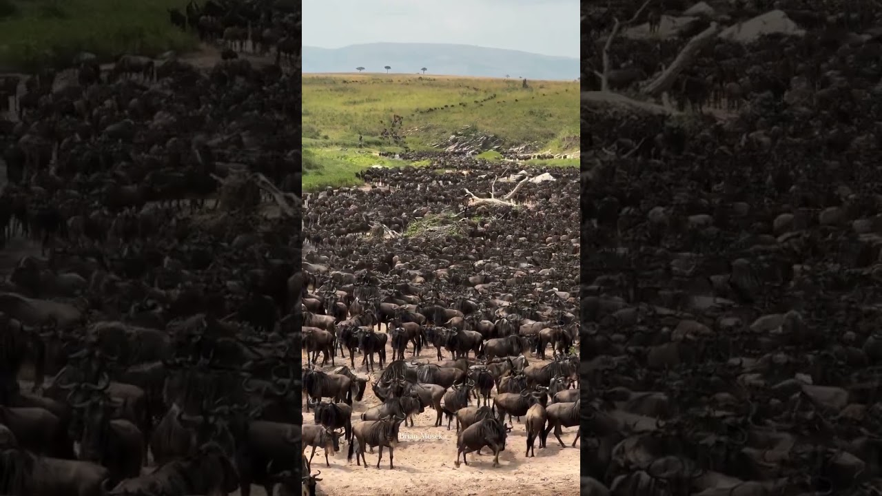 Wildebeest crossing the Sand River from Tanzania into Kenya  #migration #safari #wildebeest