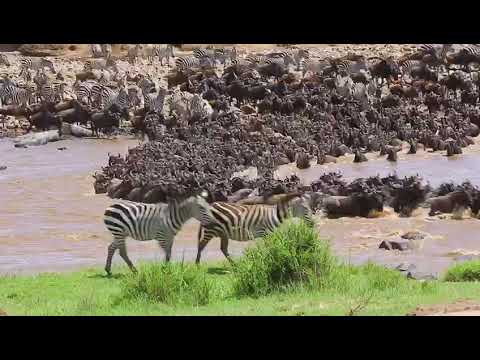 Latest #HerdTracker update: Makutano crossing from north to south Serengeti