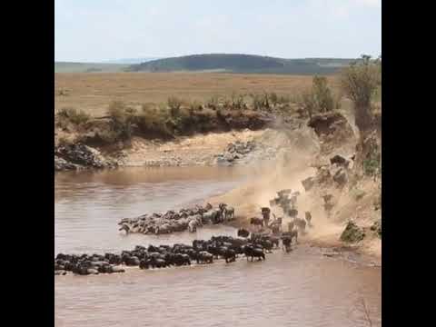 Latest #HerdTracker update: Magical sight in the Masai Mara National Reserve