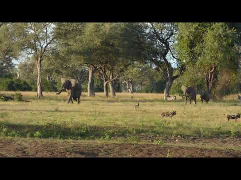 Wild dogs and elephants on Flatdogs Safari