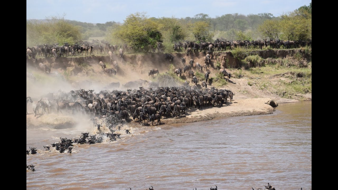Action in the North of Serengeti !