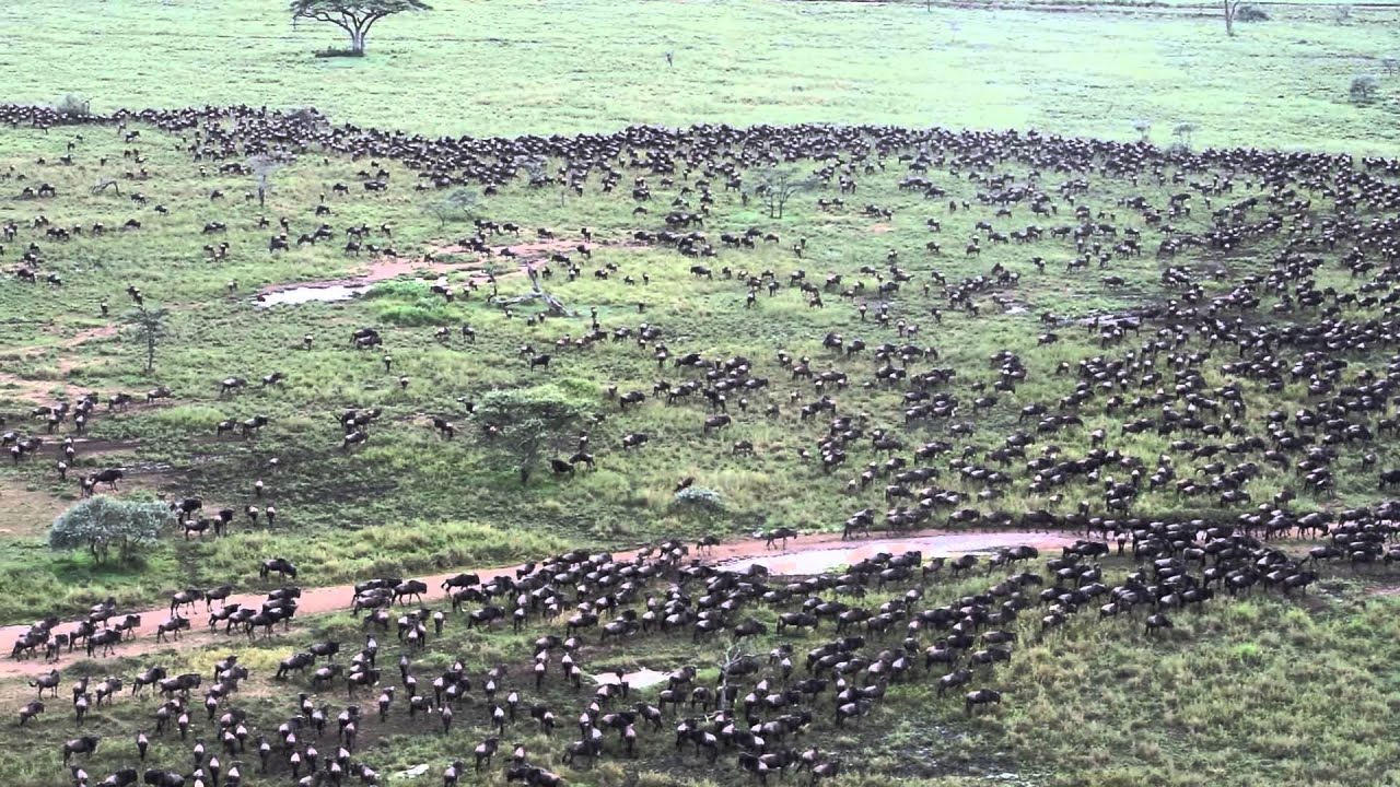 The wildebeest migration arrives in Seronera - Part 3