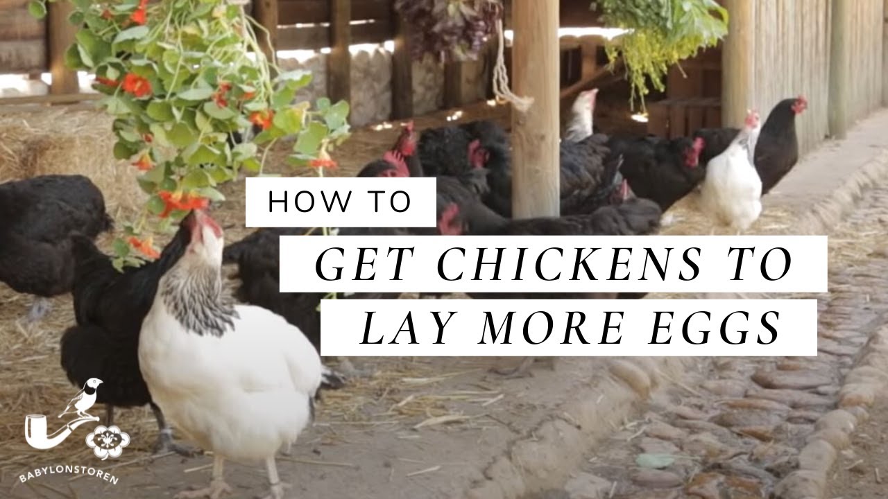 How To: Get Chickens To Lay More Eggs