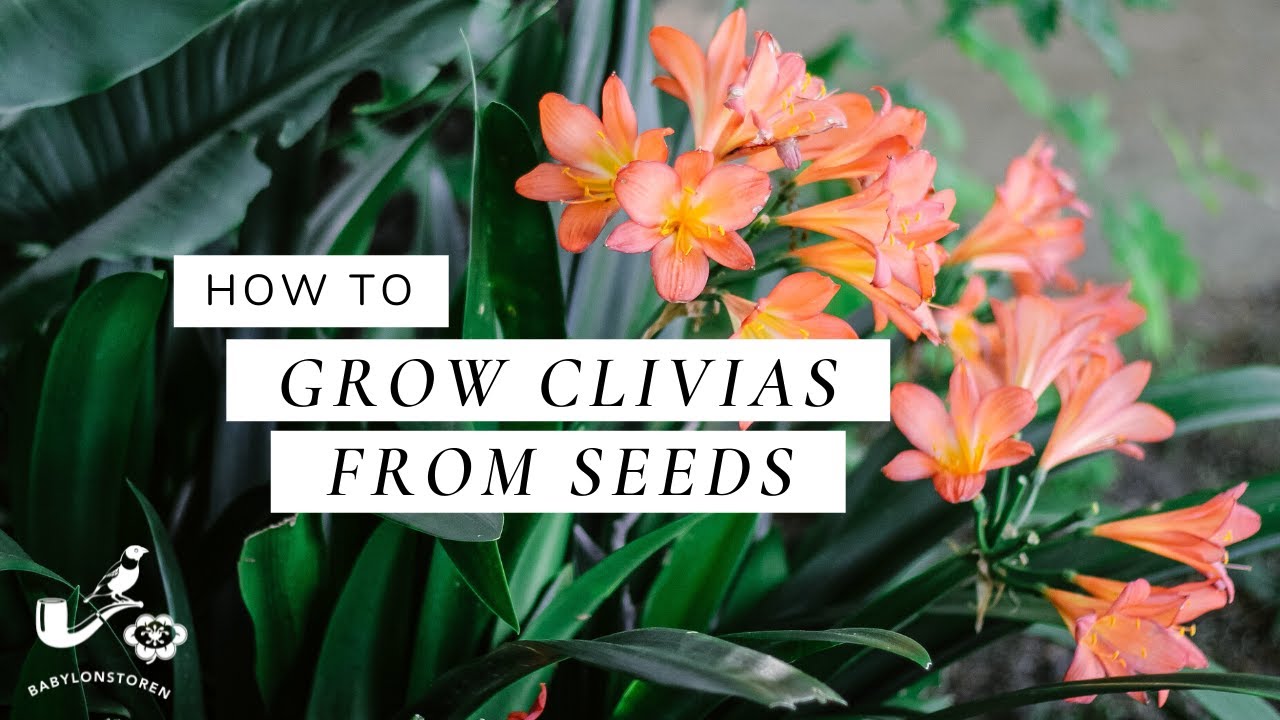 How To: Grow Clivias From Seeds