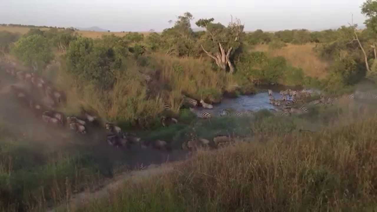 HerdTracker Africa Migration update 14 July 2015 Sala's Camp Masai Mara