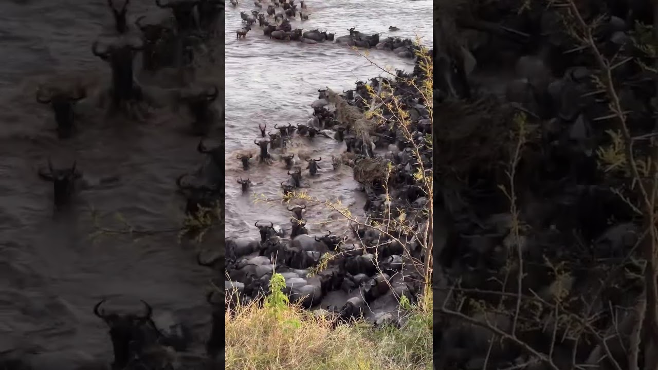 Wildebeest crossing at point #4