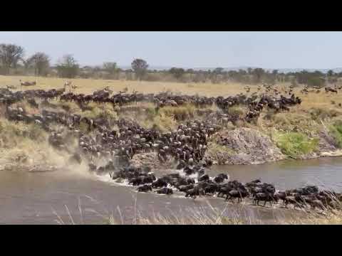 Megaherd crosses the Mara river at no 2!