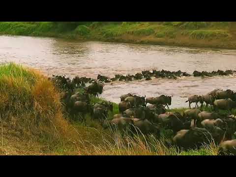 Latest #HerdTracker update: Great Wildebeest Migration crossing point number 3
