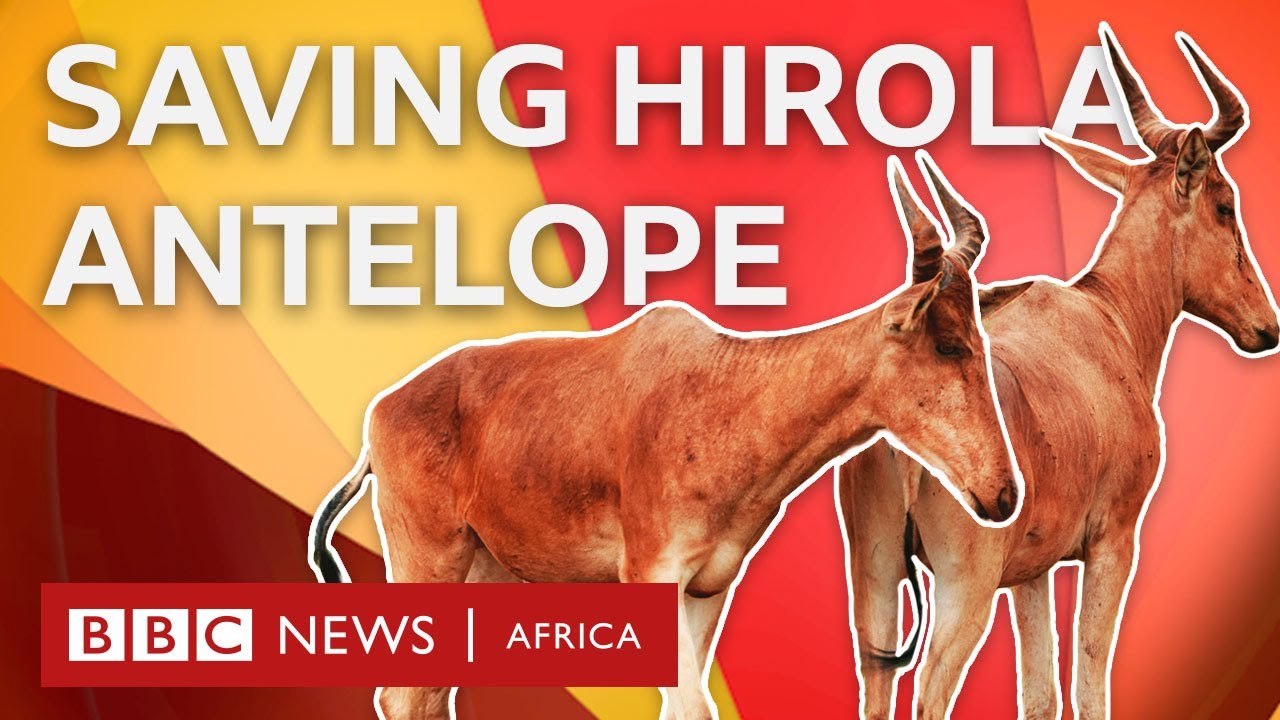 Why are hirola antelope going extinct and how can we save them? - BBC What's New