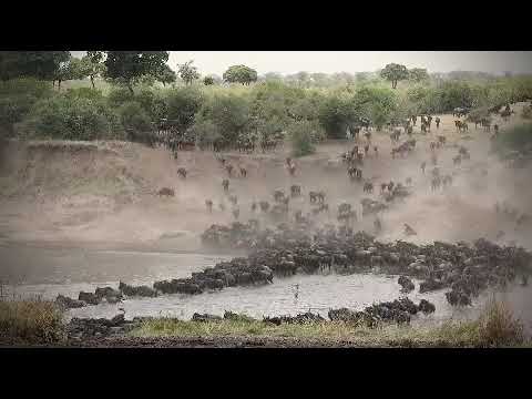 Massive herd crosses the Mara river at no 4!