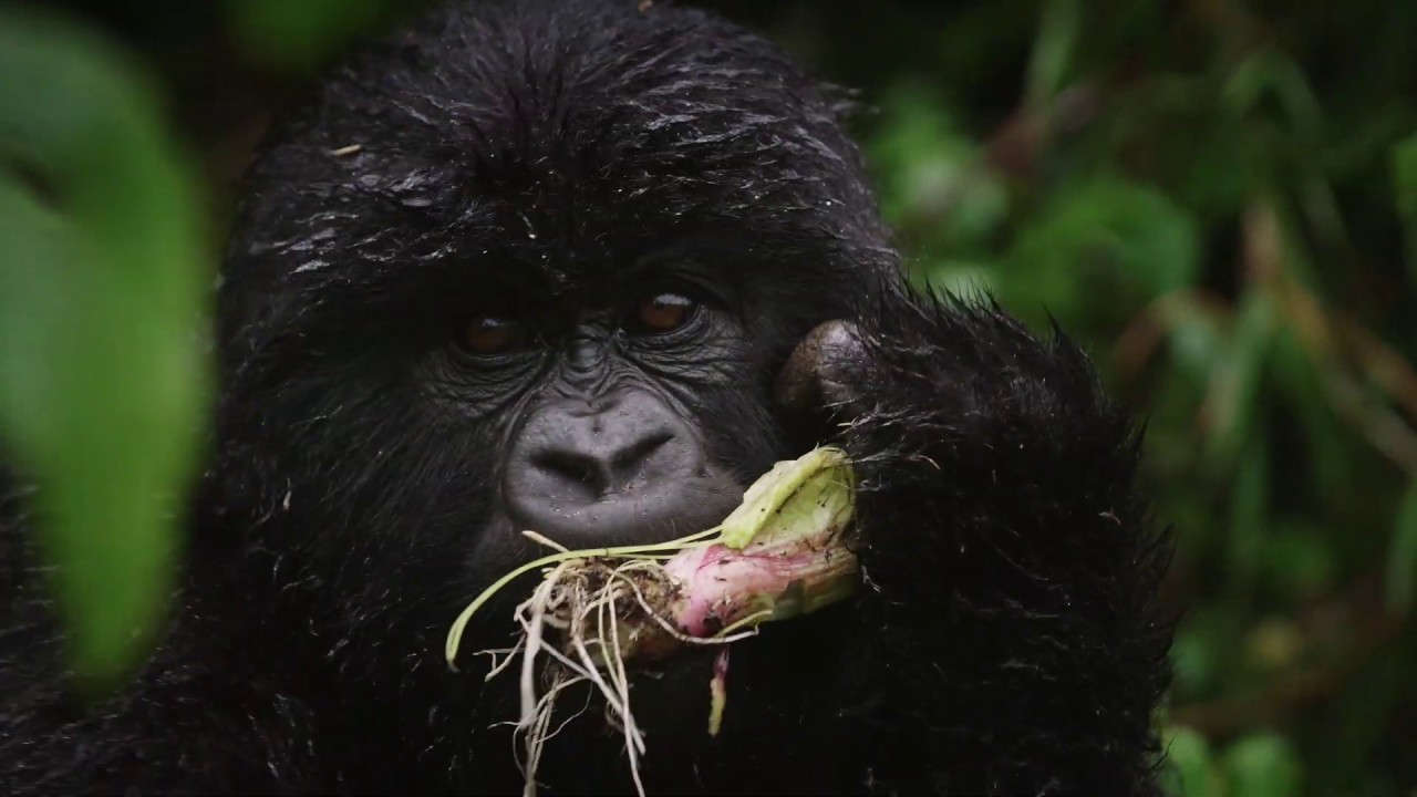 Singita Kwitonda Lodge