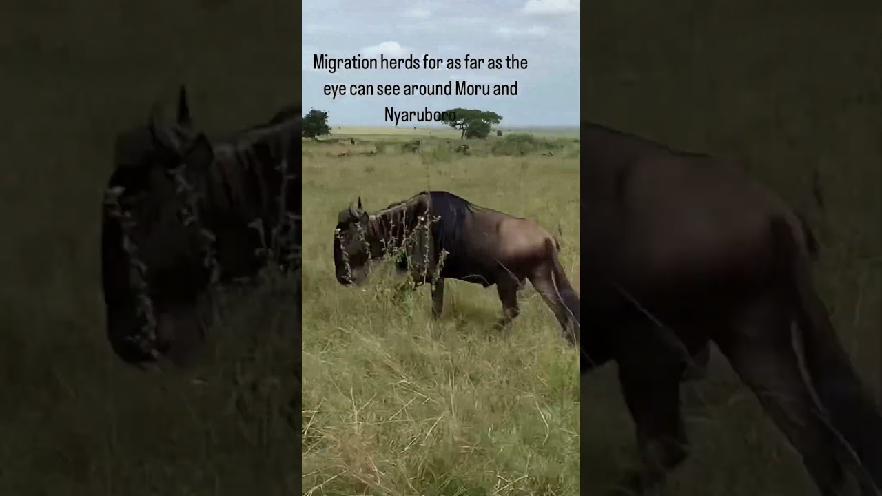 Wildebeest herd spotted on the move near Nyaruboro Hill!