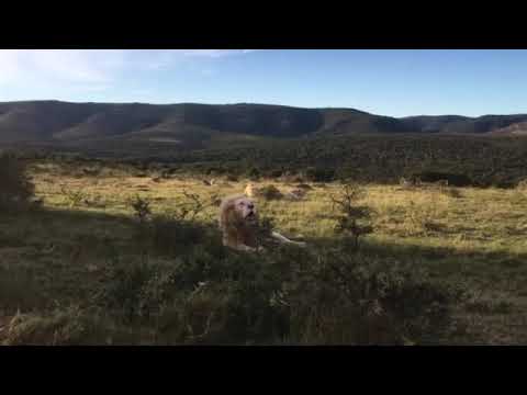 White Lion Roar | Pumba Private Game Reserve