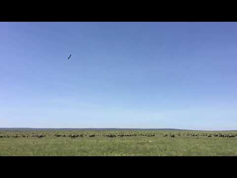 Latest #HerdTracker update: Great Migration in the Central Serengeti