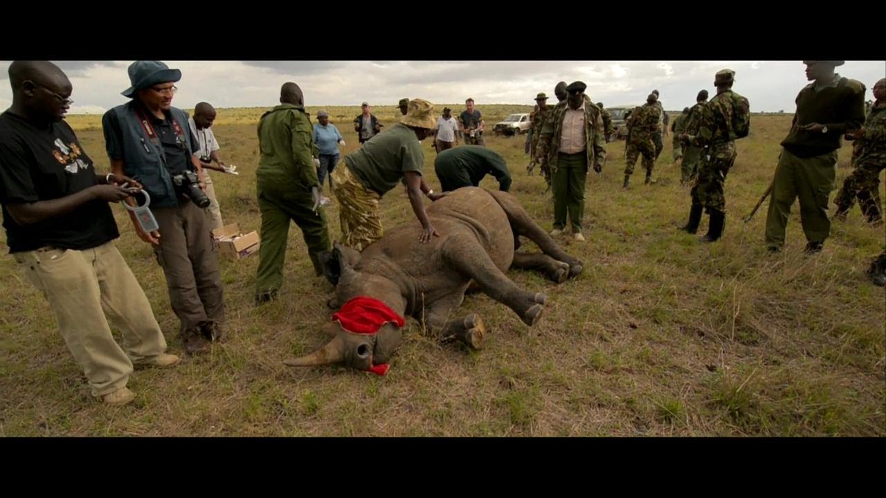 WWF working with KWS to protect Kenya's rhinos