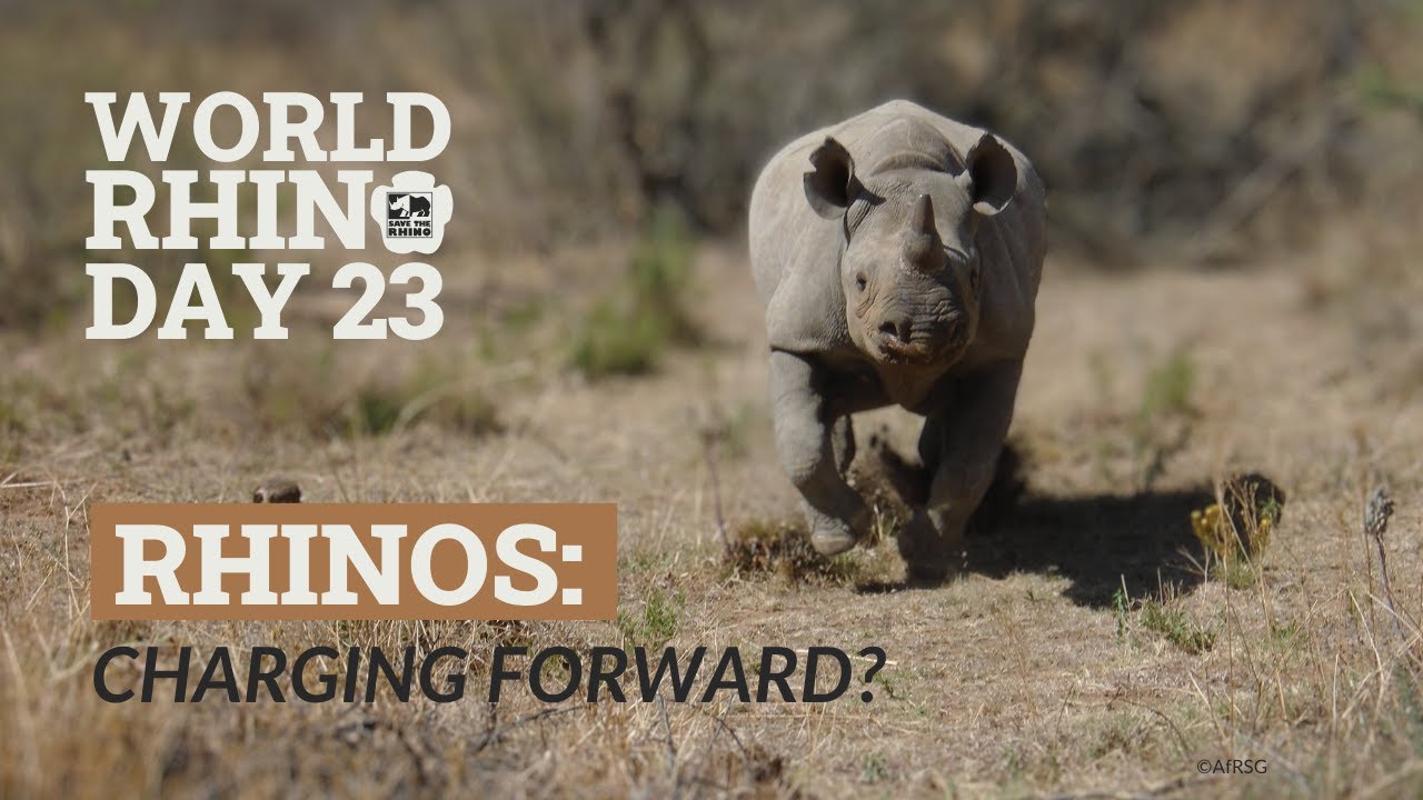 World Rhino Day 2023 - Rhinos: charging forward?