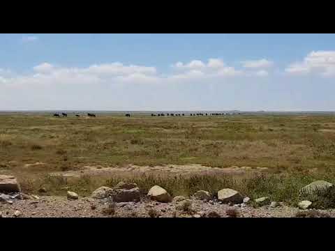 Migratory herds in the Naabi Hill and the Gol Kopjes areas