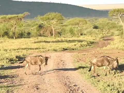 Latest #HerdTracker update: Hundreds of thousands of wildebeest move across the Serengeti
