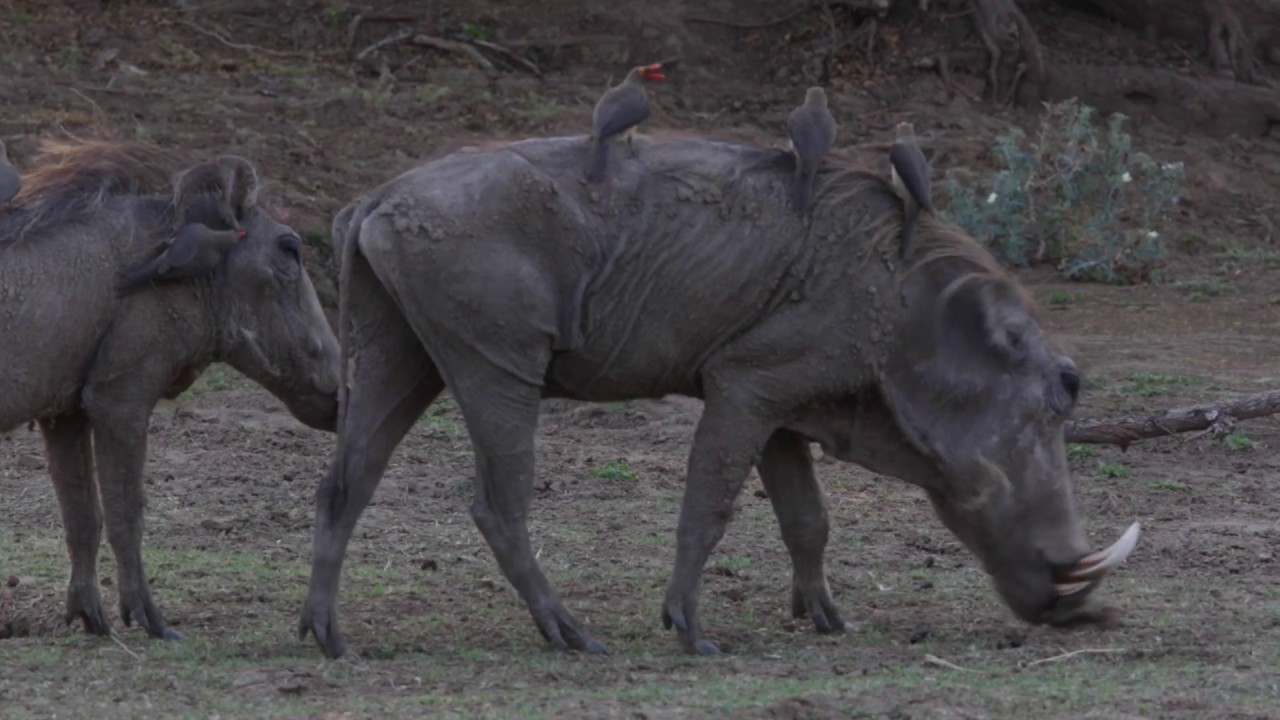 Bushcamp Bonanza!