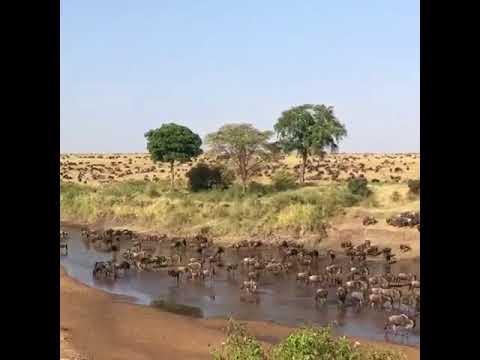 The view of the wildebeest migration in the Masai Mara