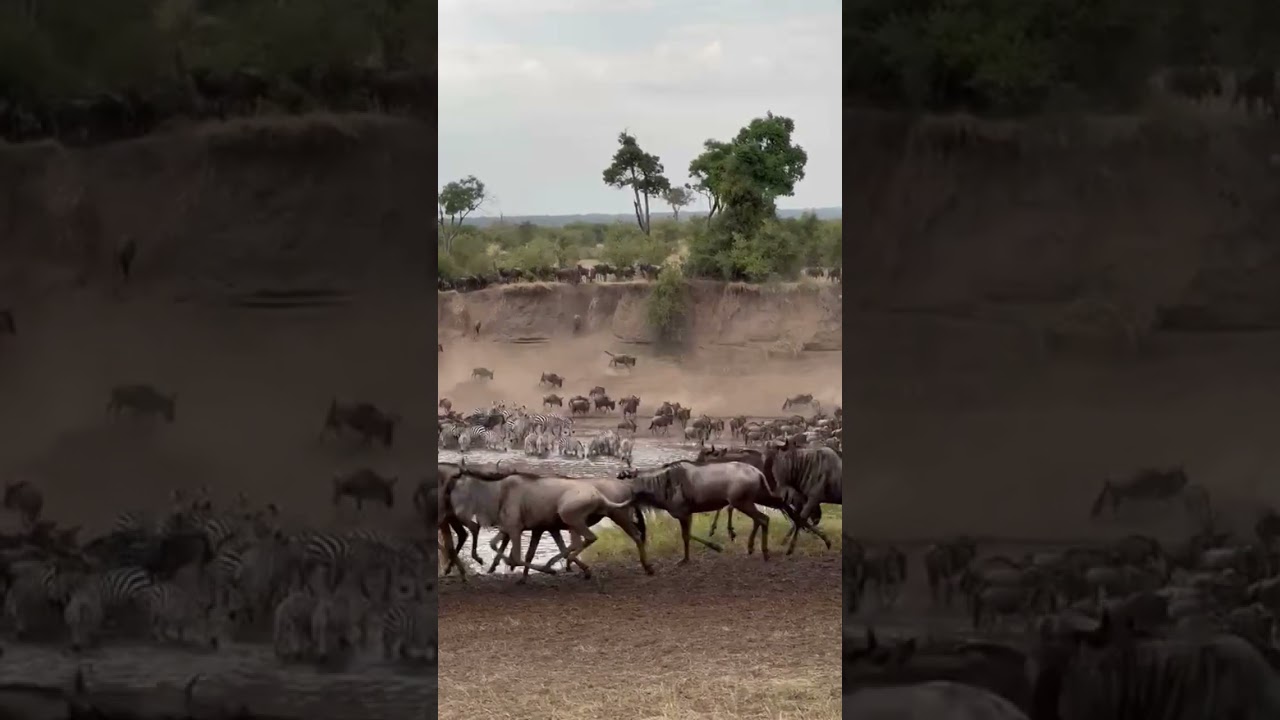 Massive herd crosses the Mara river at crossing no 4