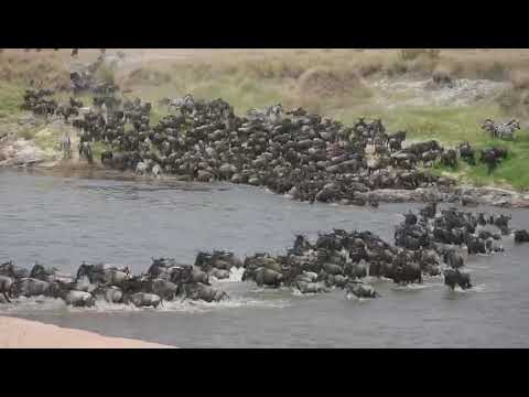 Great Wildebeest Migration crossing into the Mara River 2021