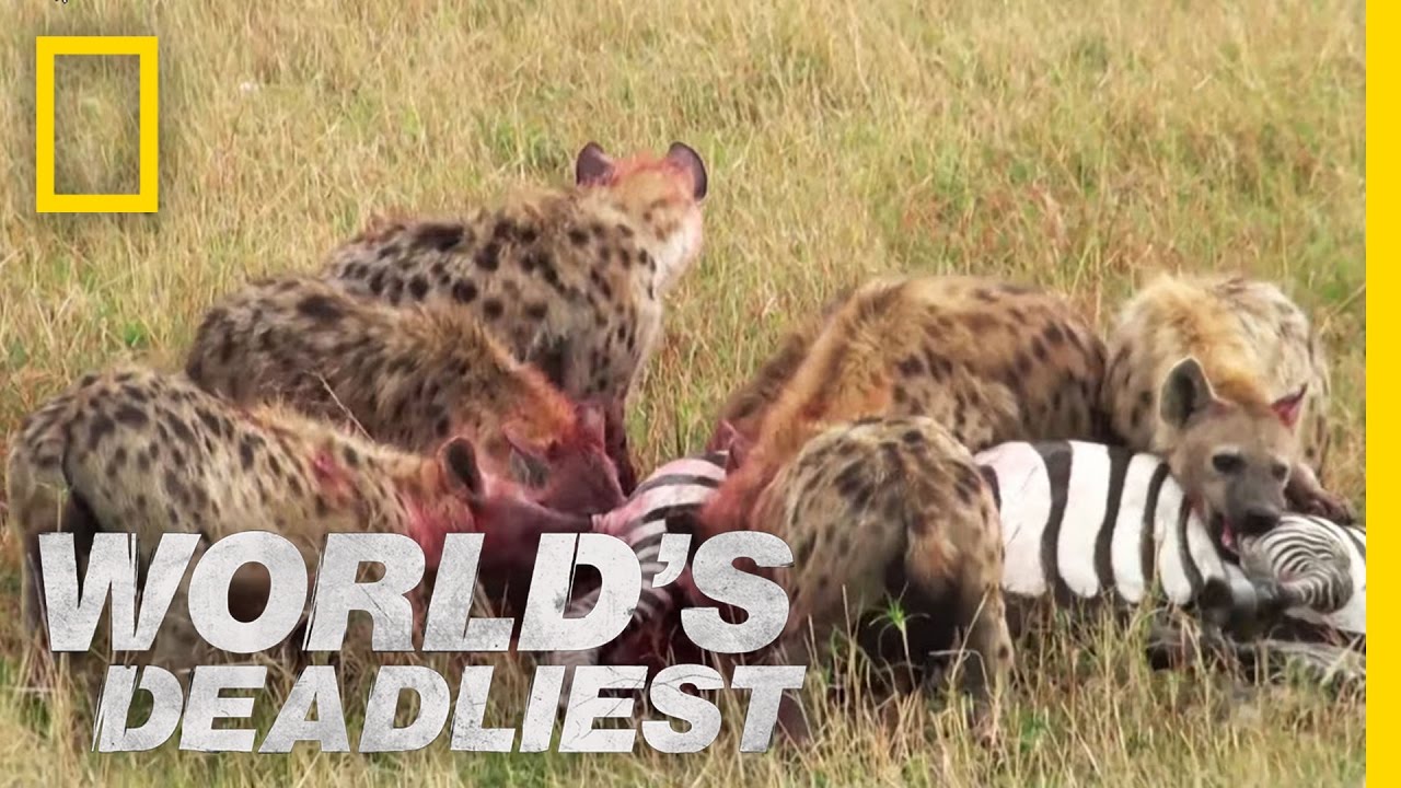 Deadly Sibling Infighting | World's Deadliest