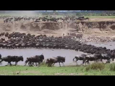 Latest #HerdTracker update:  Huge herd of the wildebeest crossing the Makutano crossing point
