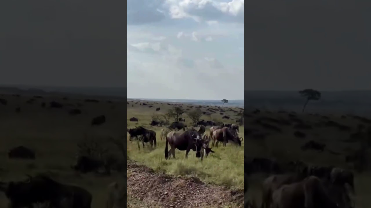 Talek filled with wildebeest herds!