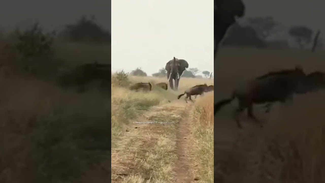 Wildebeest herd blocks an elephant near Togoro Plains!