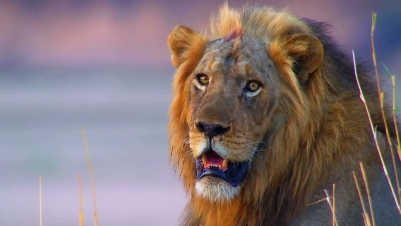 Introducing, Lion Camp Zambia
