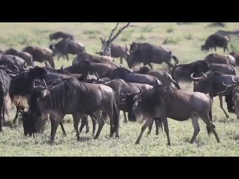 Latest #HerdTracker update: December is a busy and wet month