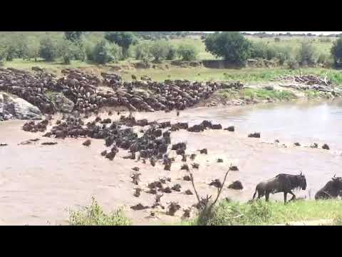 Latest #HerdTracker update: Approximately 2,000 wildebeest and zebra crossed point No10