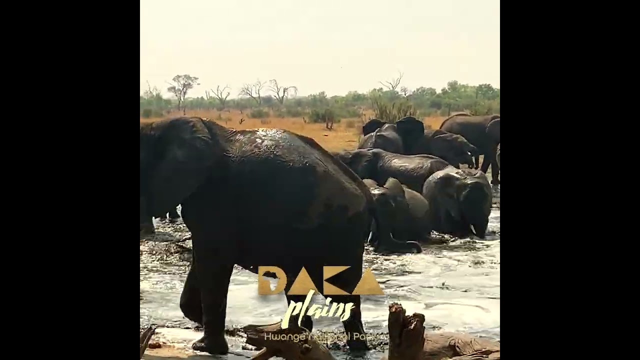 Welcome to Daka Plains, where excitement stirs your Soul!