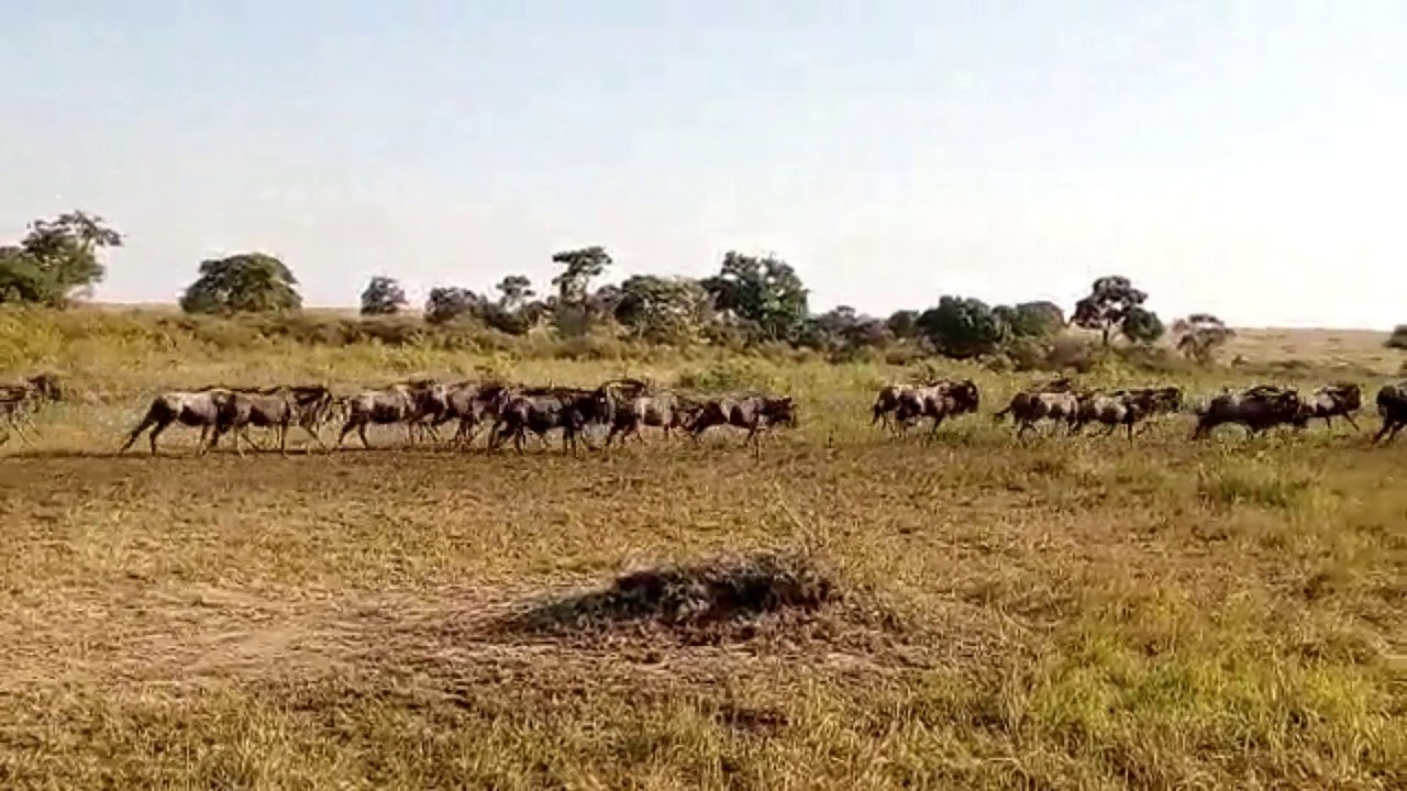 Latest #HerdTracker update: Spectacular crossing in the Sand River