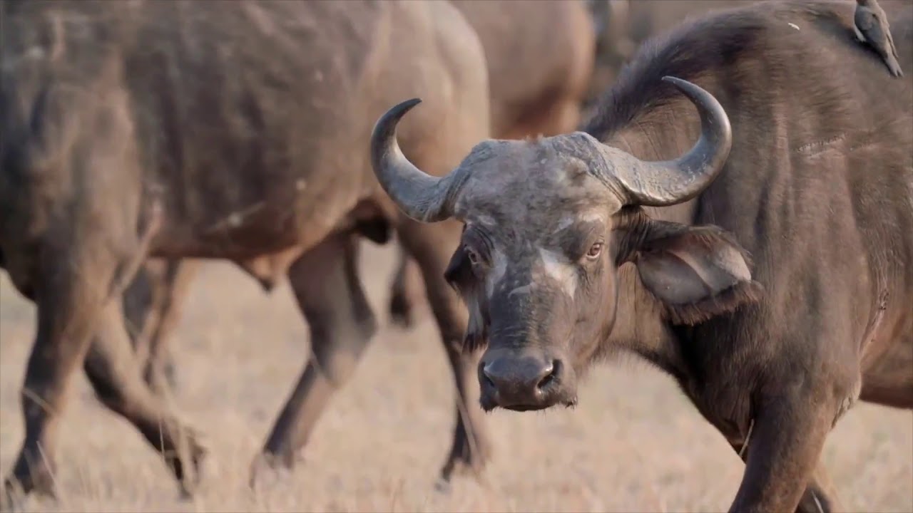 Blissful 4 day Kruger Safari