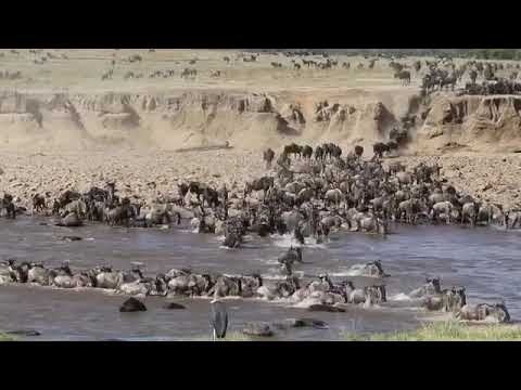 Approximately 400 wildebeest cross the Mara River