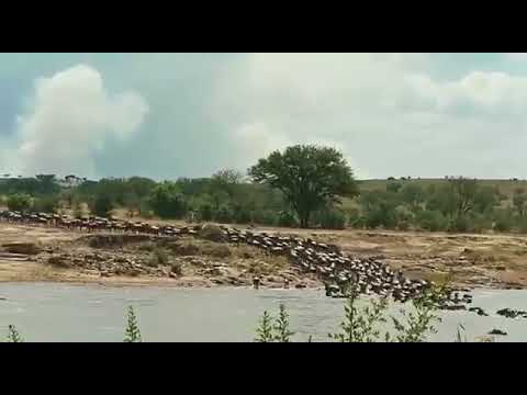 Mara River Crossing in the Kogatende