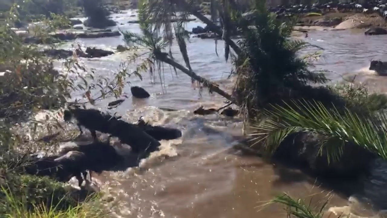Great Migration crossing the Kisiwani area