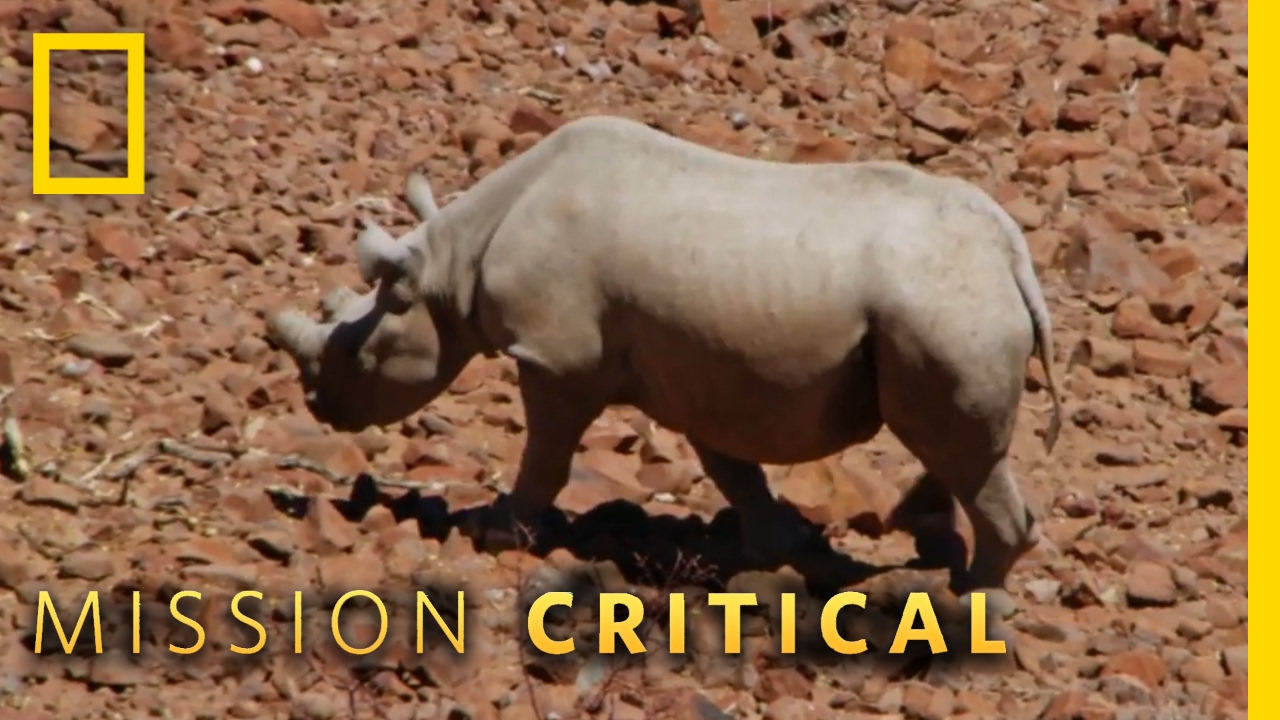 Protecting the Black Rhinos | Mission Critical